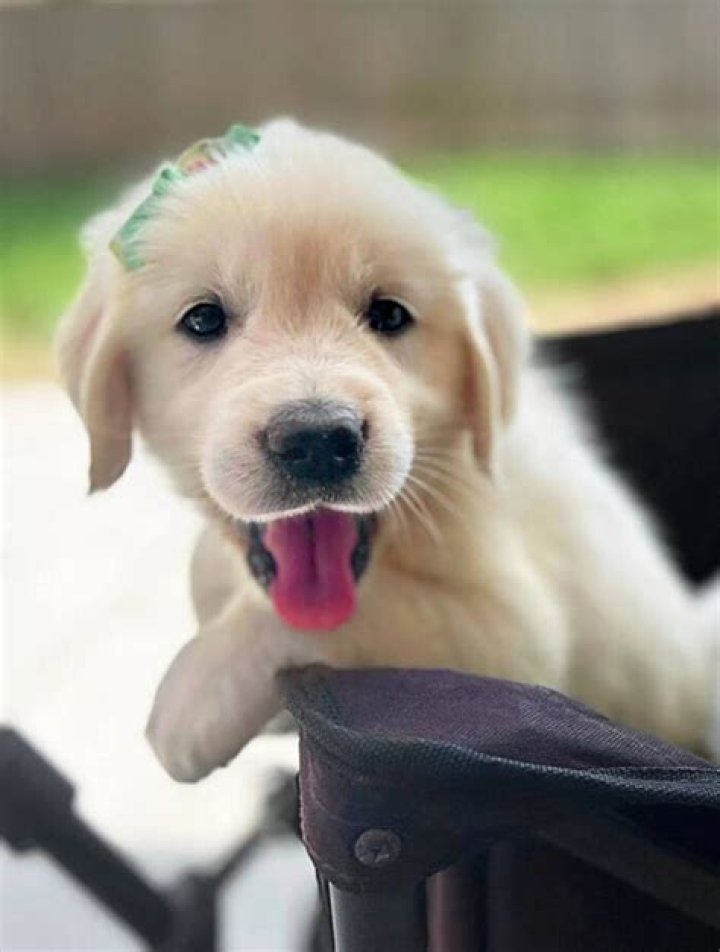 A Golden Retriever Puppy With Green Fur Was Just Born In Florida
