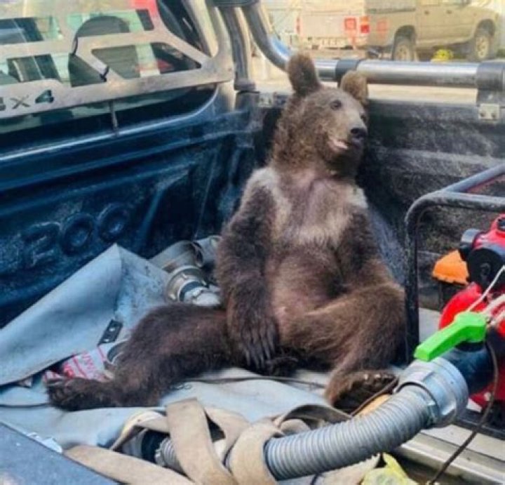 Balkiz, The Bear Who Accidentally Ate Too Much 'Mad Honey'