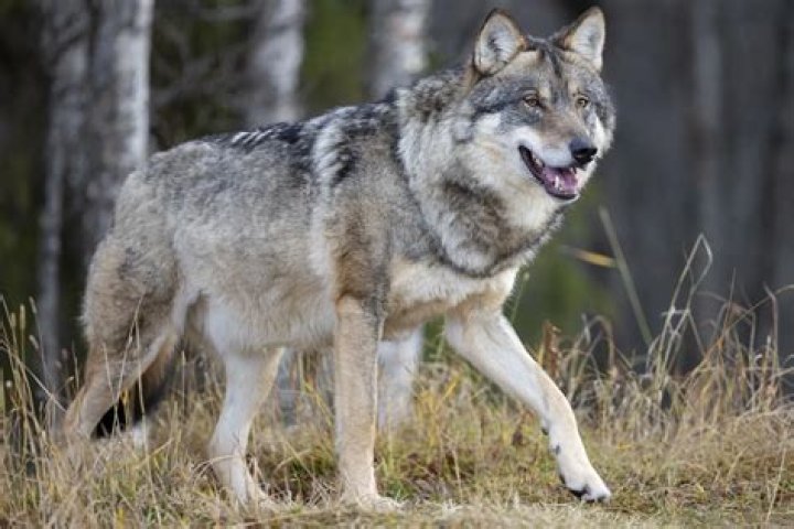European Gray Wolf Spotted Again In France After A Century Missing