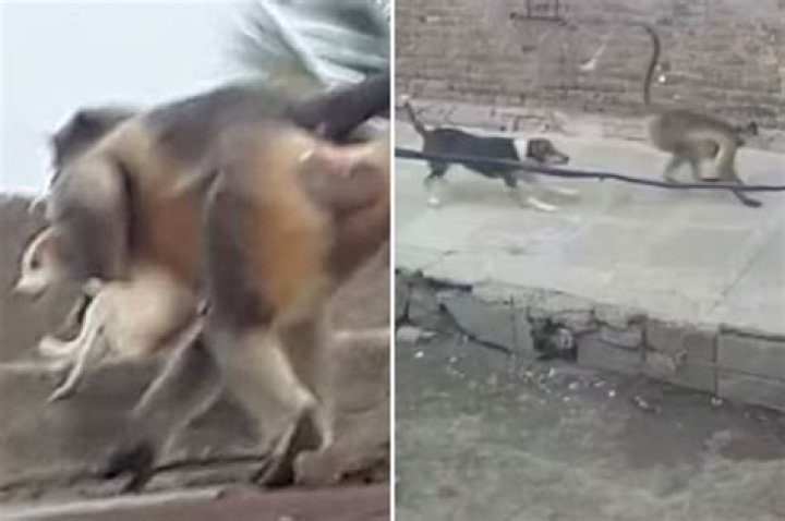 Monkeys In India Throw 250 Dogs Off Buildings In Cold 'Revenge' Killings