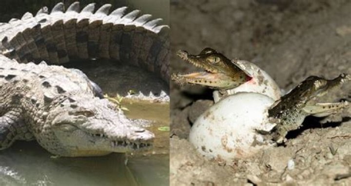 Researchers Document A Virgin Crocodile Birth For The First Time