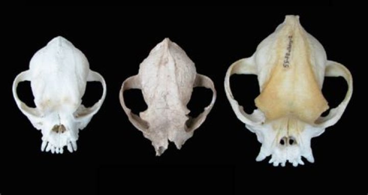 Skull Shows Romans Once Bred Flat-Faced Dogs As Companions
