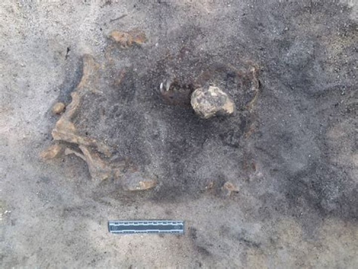 Stone Age Grave In Sweden Contains Remains Of Man And Dog