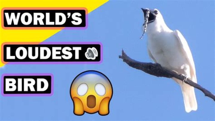 The Loudest Bird In The World Has A 'Deafening' Mating Call