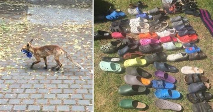 Thieving Fox Found With 100 Pairs Of Stolen Shoes